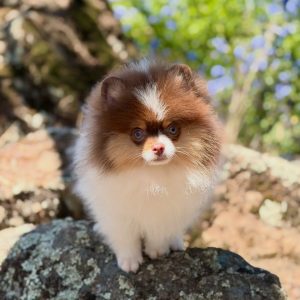 Pomeranian Puppy Rescue