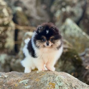 Pomeranian Rescue Dogs