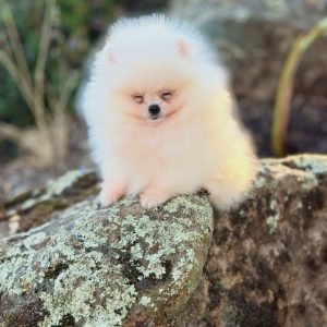 Pomeranian Rescue Near Me