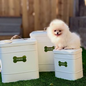 Pomeranian Rescue Puppies for Adoption
