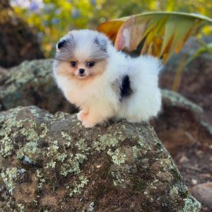 Pomeranian Rescue USA