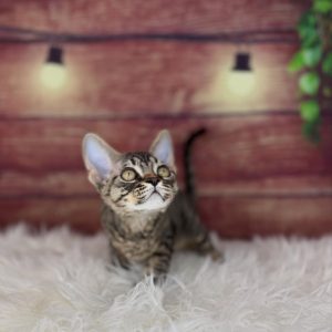 Purebred Devon Rex Cats