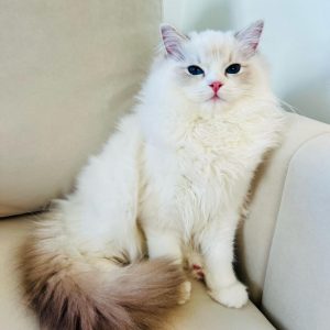 Purebred Ragdoll Cats