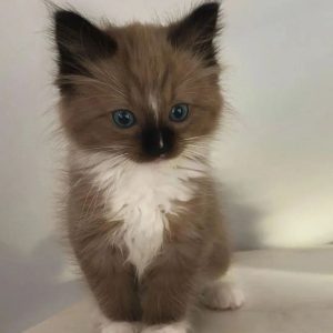 Ragdoll Adoption Near Me