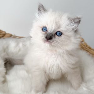 Ragdoll Cat