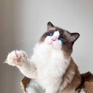 Ragdoll Cat Adoption