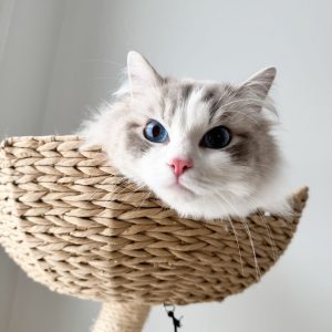 Ragdoll Cat Breed