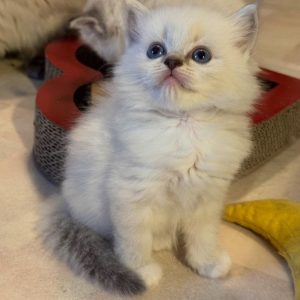 Ragdoll Cat Rescue