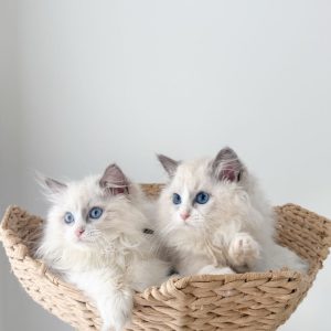 Ragdoll Cats Near Me