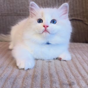 Ragdoll Cats Rescue