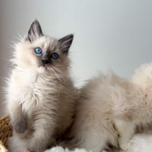 Ragdoll Cats USA