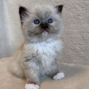 Ragdoll Cats for Adoption