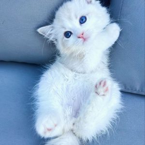 Ragdoll Companion Cats