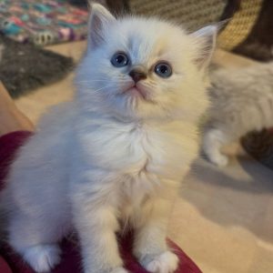 Ragdoll Kitten Rescue