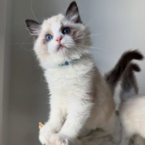Ragdoll Kittens Available