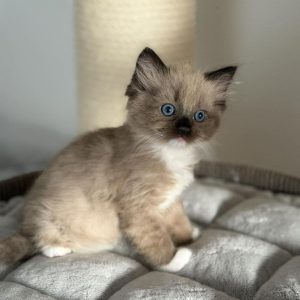Ragdoll Kittens Available for Adoption