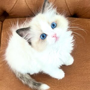 Ragdoll Pets