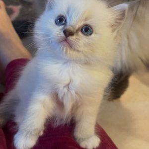 Ragdoll Rescue