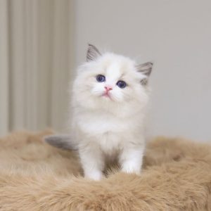 Ragdoll Rescue Center