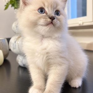 Ragdoll Rescue Near Me