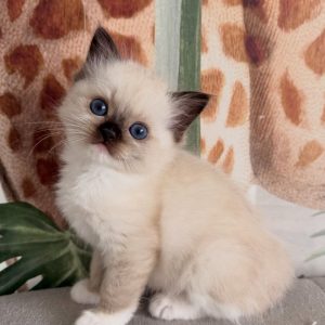 Ragdoll Rescue Organization