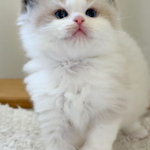 Ragdoll Rescue USA