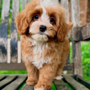 Rescue Cavapoo Dogs