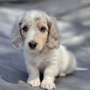 Rescue Dachshund Dogs