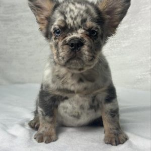 Rescue French Bulldog