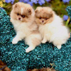 Rescue Pomeranian Puppies