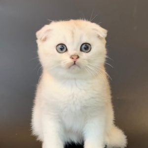 Rescue Scottish Fold Cats