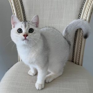 Scottish Fold Cats for Adoption