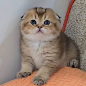 Scottish Fold Adoption Near Me