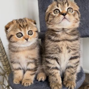 Scottish Fold Cat Adoption