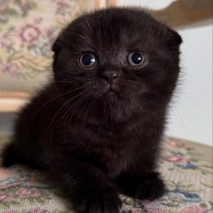 Scottish Fold Cats Available