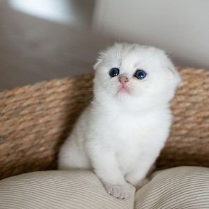Scottish Fold Cats Looking for Homes