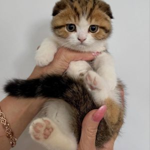 Scottish Fold Cats Looking for Loving Families