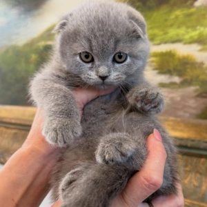 Scottish Fold Cats Ready for New Homes