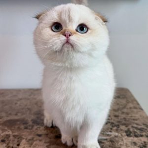 Scottish Fold Cats Seeking Forever Homes