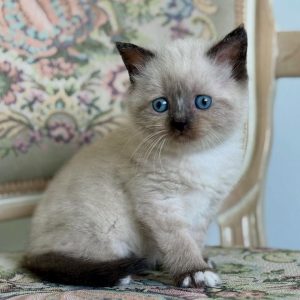 Scottish Fold Cats Seeking Homes