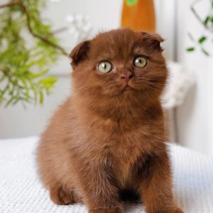 Scottish Fold Cats for Rescue