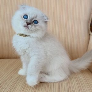 Scottish Fold Companion Cats
