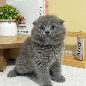 Scottish Fold Kitten Rescue