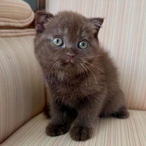 Scottish Fold Rescue