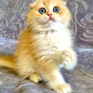 Scottish Fold Cats Seeking Forever Homes
