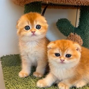 Scottish Fold Rescue Center