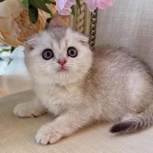 Scottish Fold Rescue Near Me