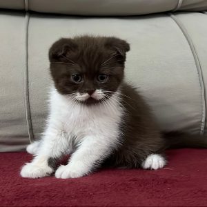 Scottish Fold Rescue Organization