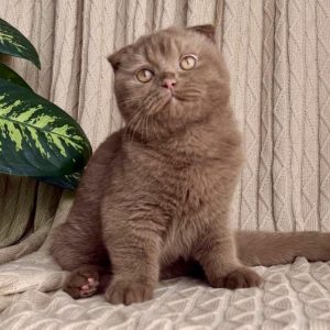 Scottish Fold Rescue USA