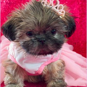 Shih Tzu Dog Rescue
